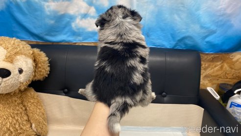 成約済の兵庫県のポメチワ:ポメラニアン×チワワ-348609の2枚目